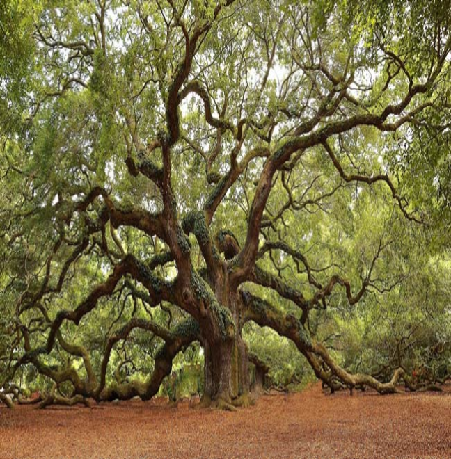 Things To Do Angel Oak Tree